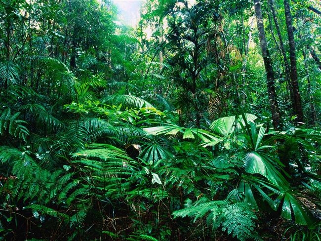 Dünyanın En Güzel Yağmur Ormanları 9