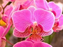 Orkide Bakımı Nasıl Yapılır? 3