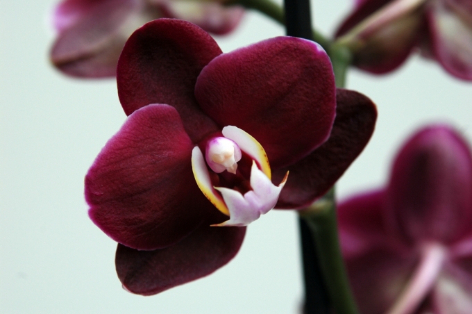 Orkide Bakımı Nasıl Yapılır? 6