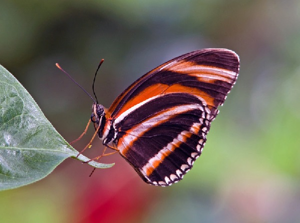 Kelebekler Hakkında 13 Enteresan Bilgi 1