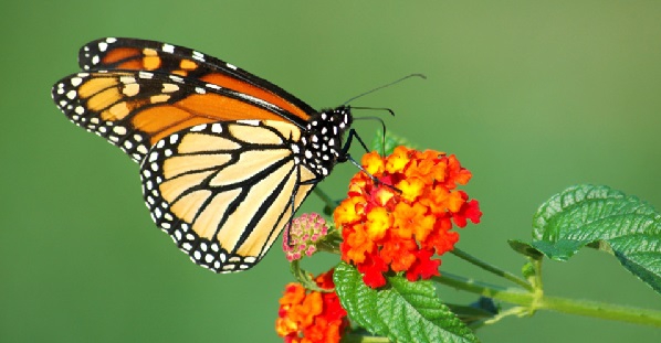 Kelebekler Hakkında 13 Enteresan Bilgi 12