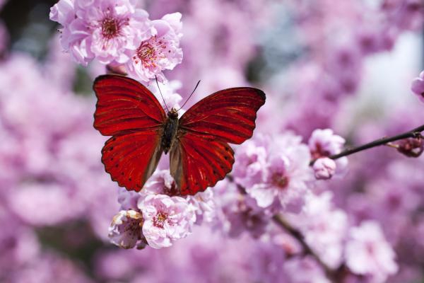 Kelebekler Hakkında 13 Enteresan Bilgi 3