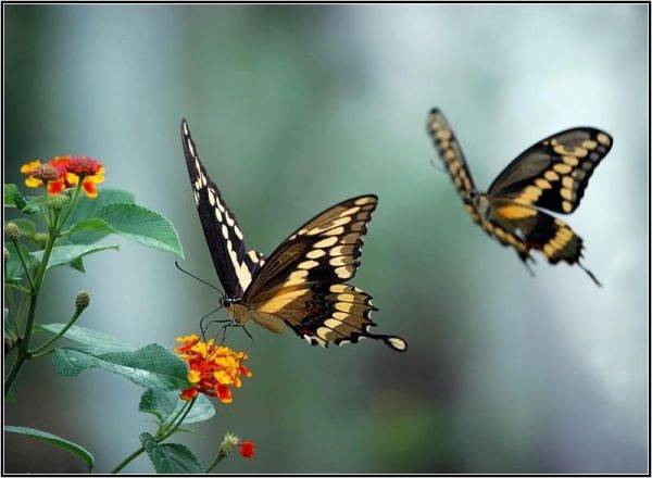 Kelebekler Hakkında 13 Enteresan Bilgi 4