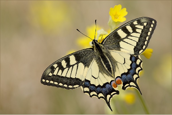 Kelebekler Hakkında 13 Enteresan Bilgi 5
