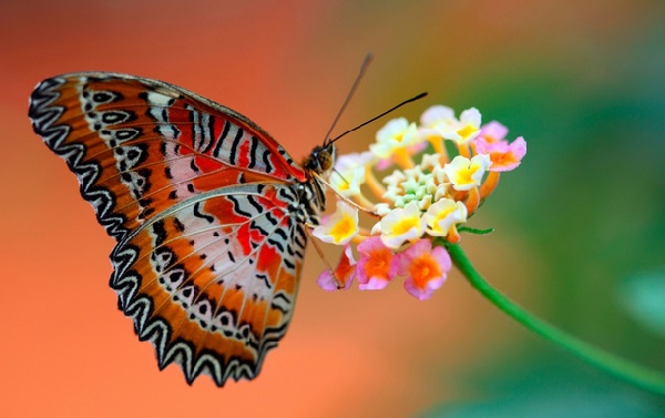 Kelebekler Hakkında 13 Enteresan Bilgi 8