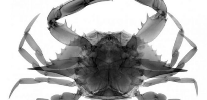 10 Hayvanın Röntgen Fotoğrafları