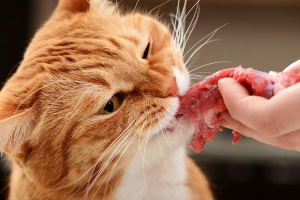 Kedilerin Yememesi Gereken Yiyecekler 10