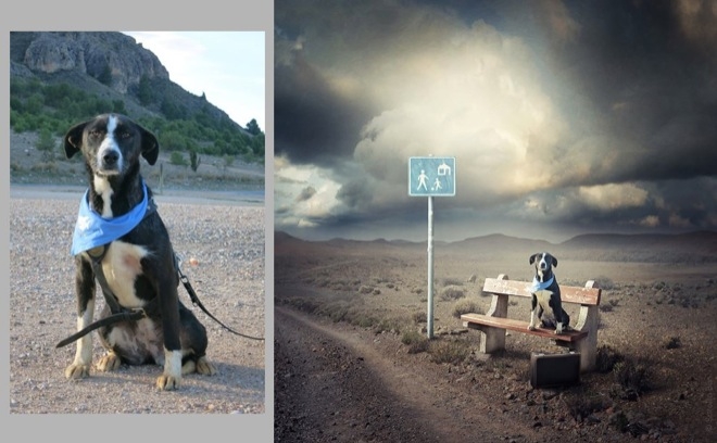 Köpeklerle İlgili Yapılmış En İyi Photoshop'lar 12