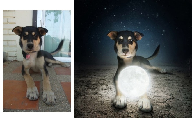 Köpeklerle İlgili Yapılmış En İyi Photoshop'lar 13