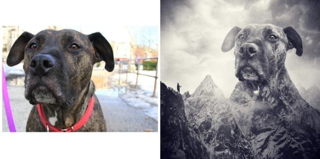 Köpeklerle İlgili Yapılmış En İyi Photoshop'lar 16