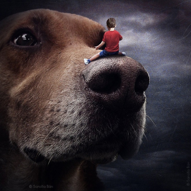 Köpeklerle İlgili Yapılmış En İyi Photoshop'lar 7