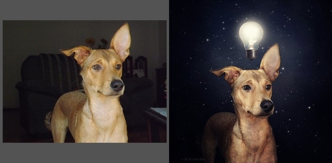 Köpeklerle İlgili Yapılmış En İyi Photoshop'lar 9
