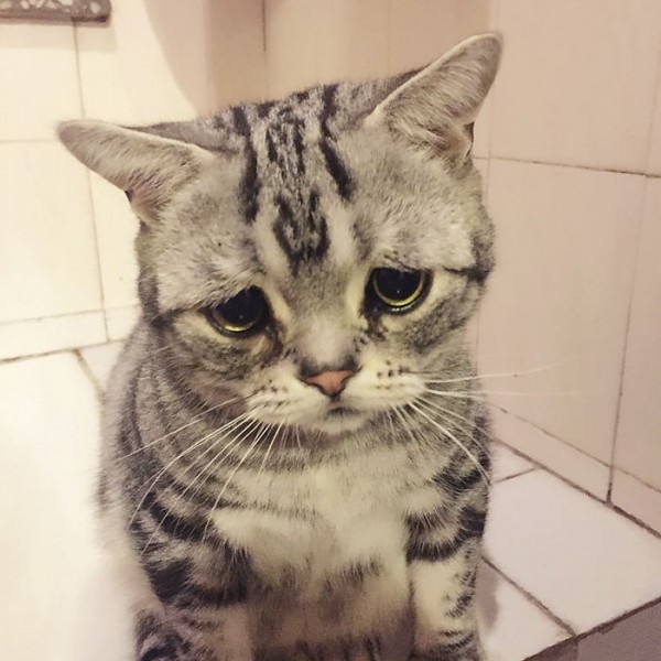 Dünyanın En Mutsuz Bakışlı Kedisi Luhu galerisi resim 1