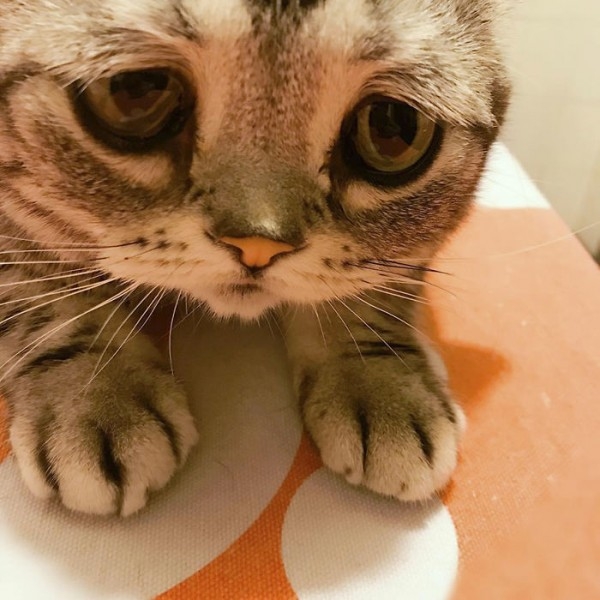 Dünyanın En Mutsuz Bakışlı Kedisi Luhu galerisi resim 10