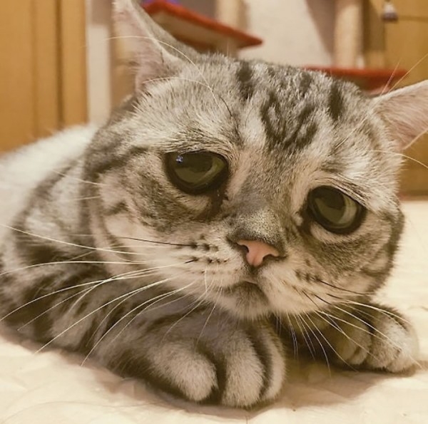 Dünyanın En Mutsuz Bakışlı Kedisi Luhu galerisi resim 12