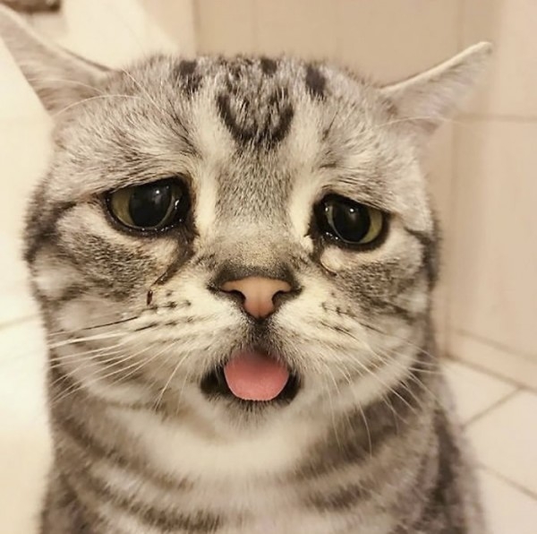 Dünyanın En Mutsuz Bakışlı Kedisi Luhu galerisi resim 15