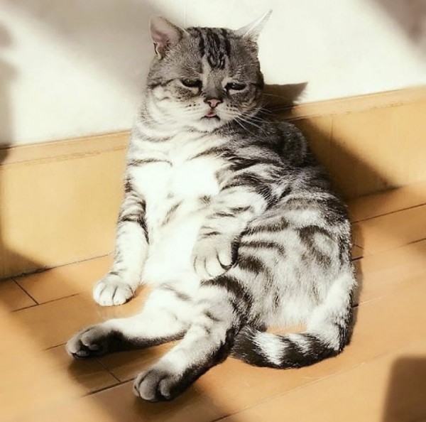 Dünyanın En Mutsuz Bakışlı Kedisi Luhu galerisi resim 16
