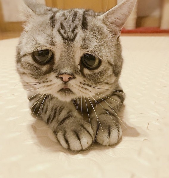 Dünyanın En Mutsuz Bakışlı Kedisi Luhu galerisi resim 3