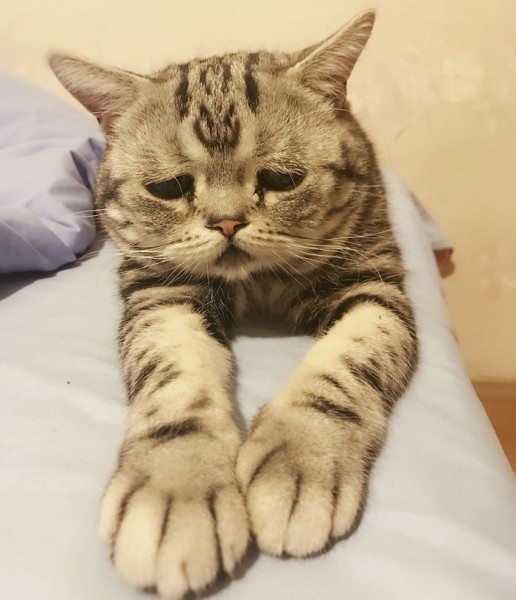 Dünyanın En Mutsuz Bakışlı Kedisi Luhu galerisi resim 9