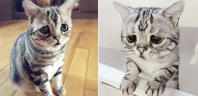 Dünyanın En Mutsuz Bakışlı Kedisi Luhu
