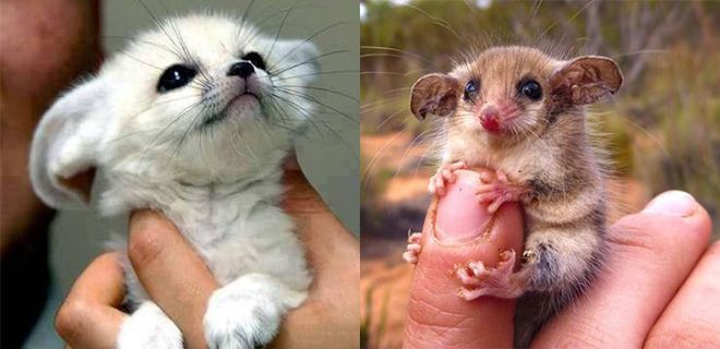 Minicik Boylarıyla Dünyanın En Sevimli Hayvanları