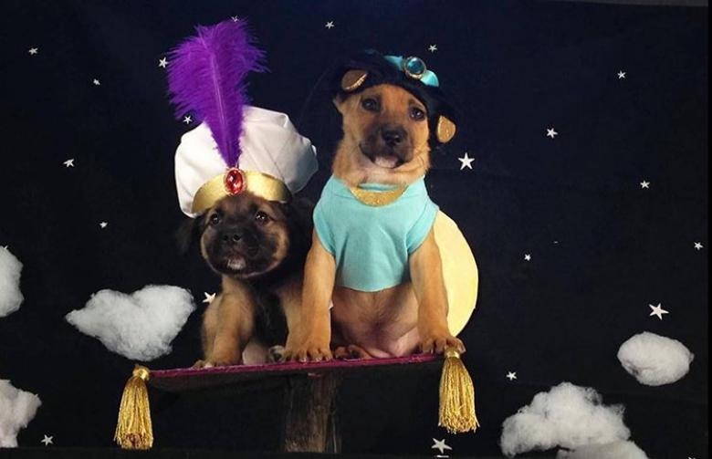 Cadılar Bayramı İçin Hazırlanan Birbirinden Komik Köpekler galerisi resim 5