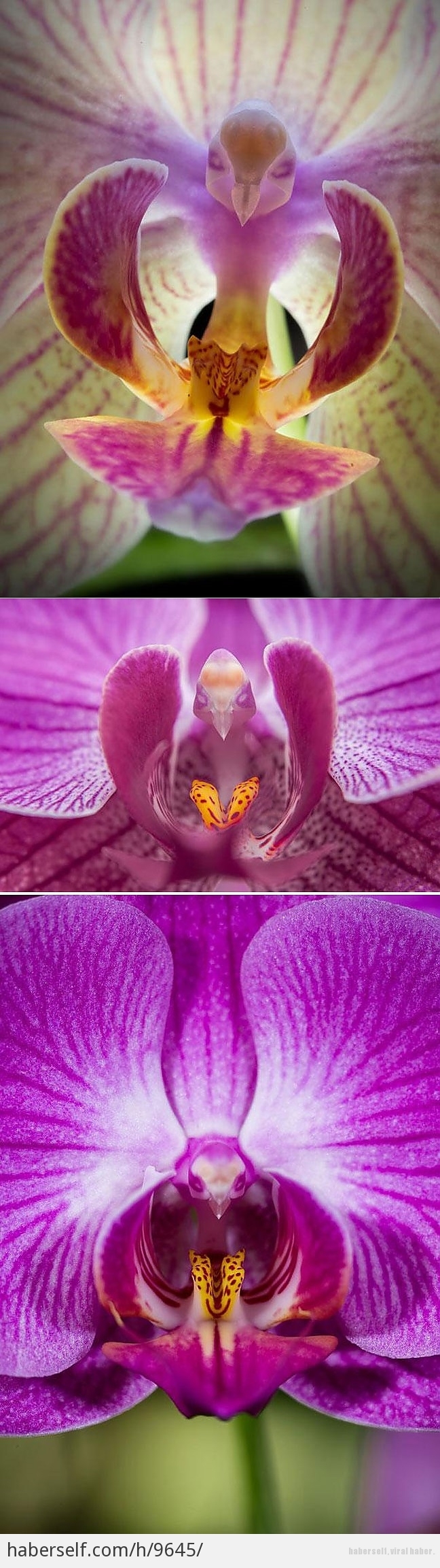 Dünya'nın En Farklı Çiçekleri 5