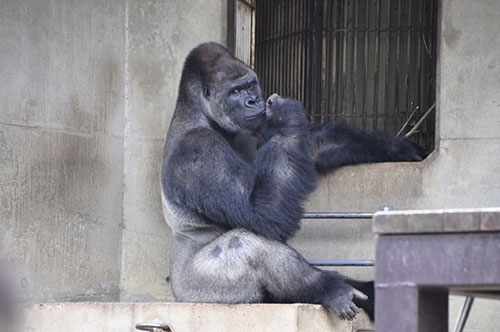 Japonya'da Yakışıklı Goril 1