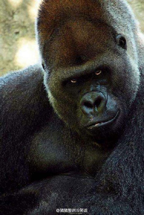 Japonya'da Yakışıklı Goril 10