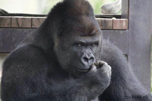 Japonya'da Yakışıklı Goril 2