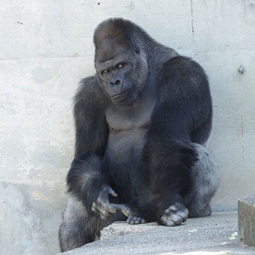 Japonya'da Yakışıklı Goril 3