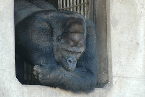 Japonya'da Yakışıklı Goril 4