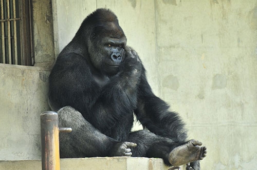 Japonya'da Yakışıklı Goril 6