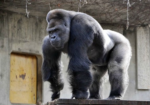 Japonya'da Yakışıklı Goril 7