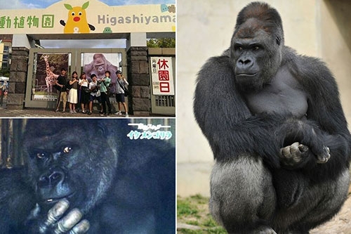 Japonya'da Yakışıklı Goril 8