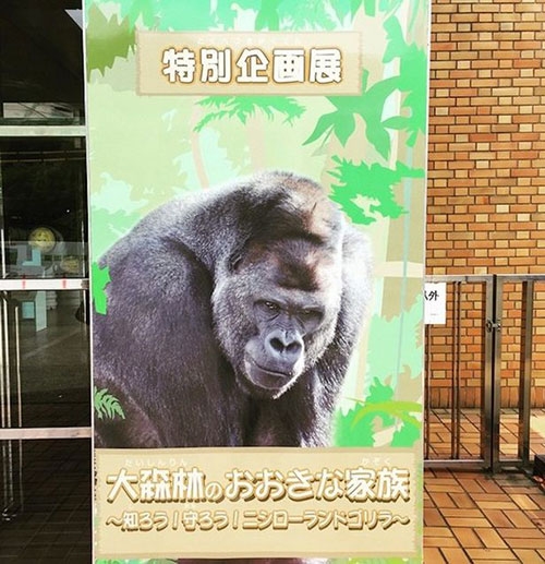 Japonya'da Yakışıklı Goril 9