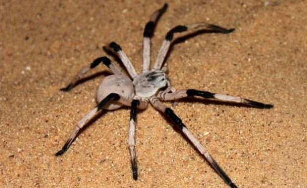 Dünyanın En Tehlikeli Örümcekleri galerisi resim 1