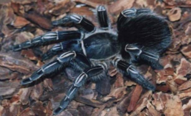 Dünyanın En Tehlikeli Örümcekleri 10