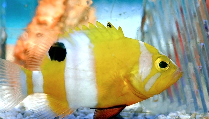 Dünyanın En Pahalı Akvaryum Balıkları 5