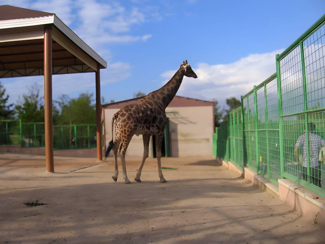 Türkiye'nin En Büyüğü: Gaziantep Hayvanat Bahçesini Keşfet! 1
