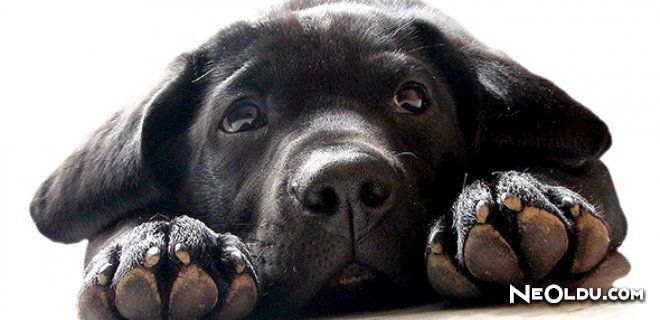Rüyada Siyah Köpek Görmek Ne Anlama Gelir?