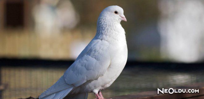 Rüyada Beyaz Güvercin Görmek Ne Anlama Gelir?