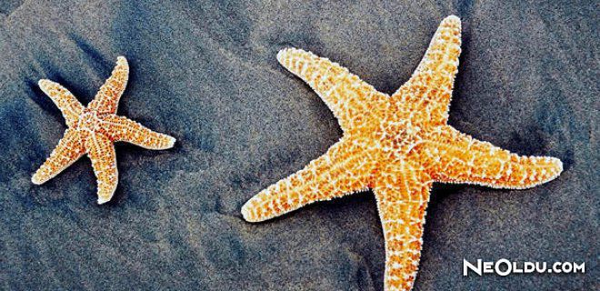 Falda Deniz Yıldızı Görmek Ne Anlama Gelir