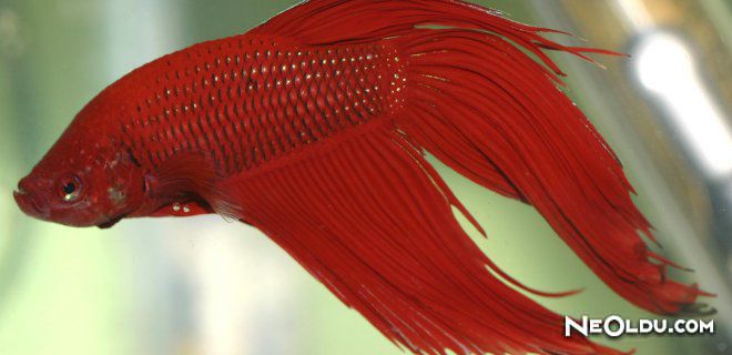 Rüyada Kırmızı Balık Görmek: Anlamı, Tabiri ve Yorumları