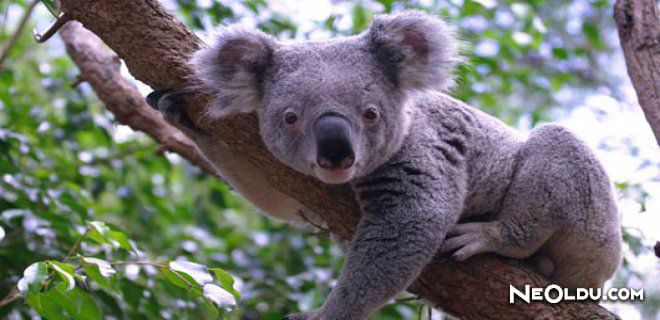 Rüyada Koala Görmek Ne Anlama Gelir?
