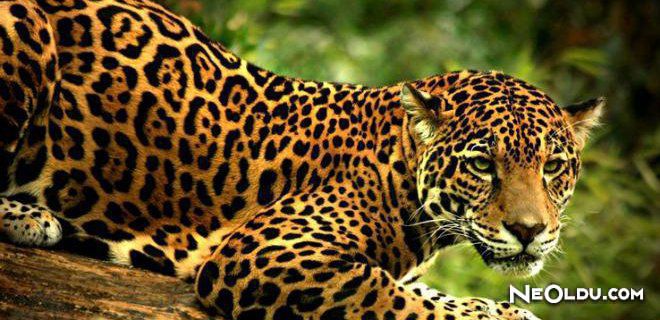 Falda Jaguar Görmek Ne Anlama Gelir