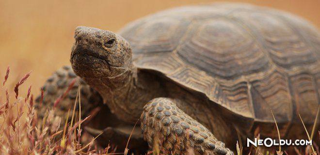 Falda Kaplumbağa Görmek Ne Anlama Gelir?