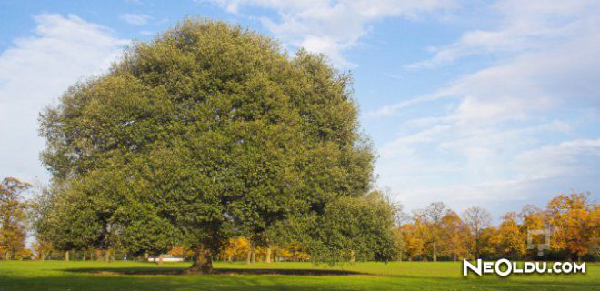 Falda Çınar Ağacı Görmek Ne Anlama Gelir