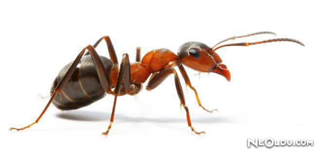 Falda Karınca Görmek Ne Anlama Gelir