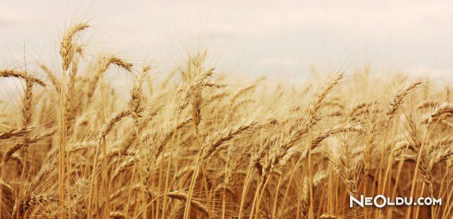 Falda Buğday Başağı Görmek Ne Anlama Gelir